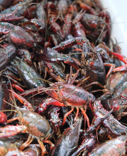 Louisiana Crawfish