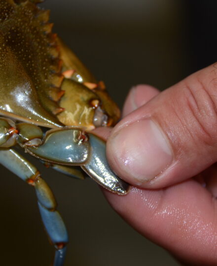 Soft-Shell Crab Production in Louisiana