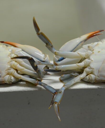 Louisiana Blue Crabs