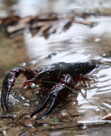 Crawfish in Louisiana Crawfish in Louisiana