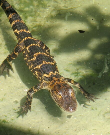 Agribusiness alumni Christen Wall of Louisiana Alligator Farm