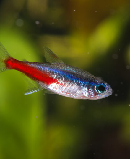 Freshwater Ornamental Fish Commonly Cultured in Florida Freshwater Ornamental Fish Commonly Cultured in Florida