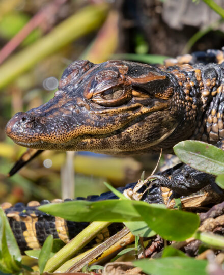 Alligator Education