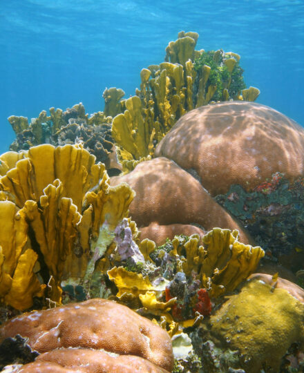 Coral Reef Conservation in Puerto Rico Coral Reef Conservation in Puerto Rico