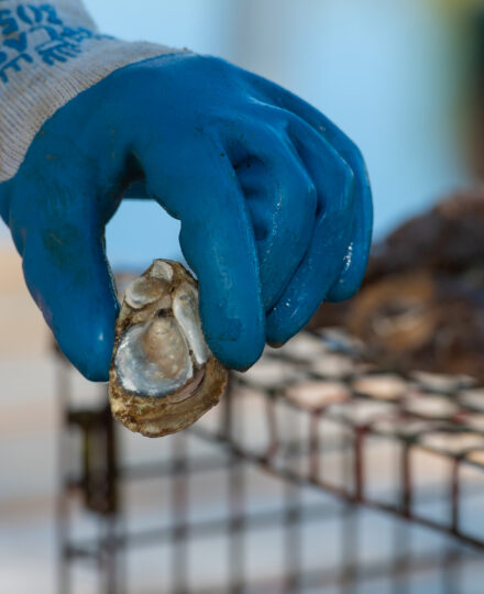 Oyster Gardening on the Northern Gulf Coast