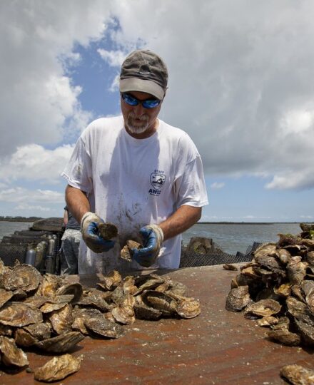 Lessons in Mariculture