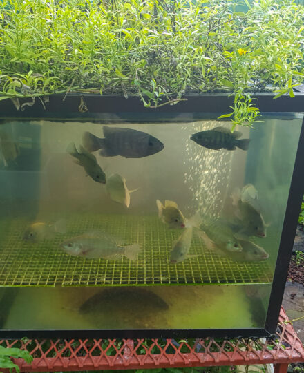 Overview of Urban Aquaculture