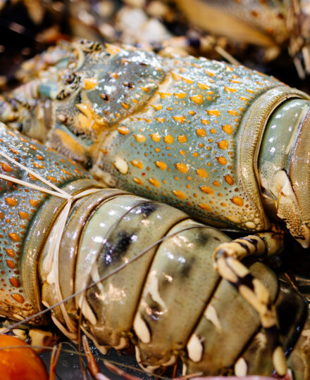 Selection of Fish and Seafood Fact Sheet