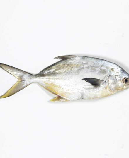 Florida Crossroads – Seafood Farming