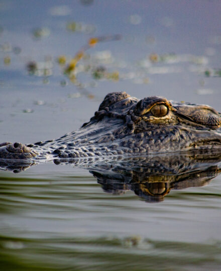 LSU AgCenter Alligator Research LSU AgCenter Alligator Research