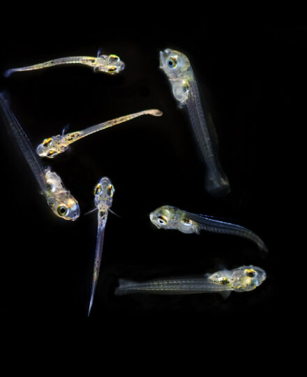 Larval Fish Ecology