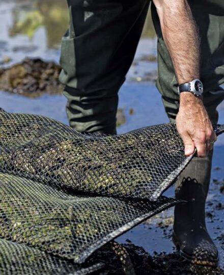 Oyster Farming in the South