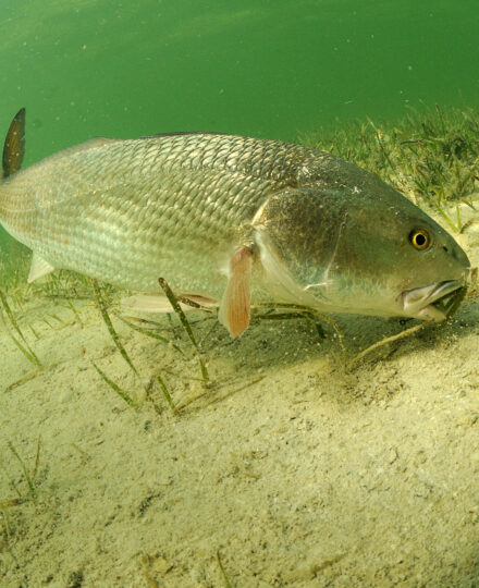Redfish Revival | Texas Wildlife
