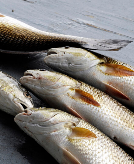 Seaside Chats: Sustainable Seafood Explained