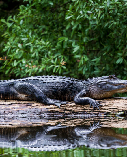 Florida Alligator Meat, Skins and Hides