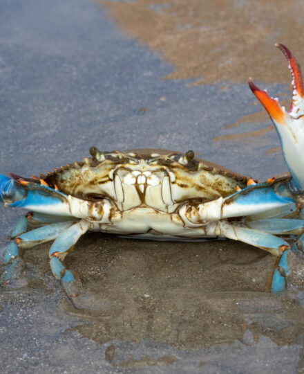 Texas Gulf Seafood Guide