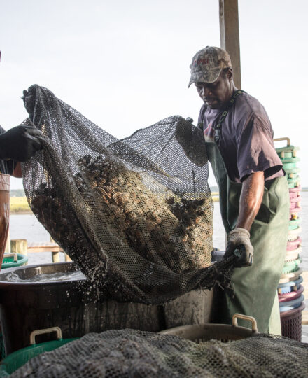 Sapelo Sea Farms – A Fork in the Road