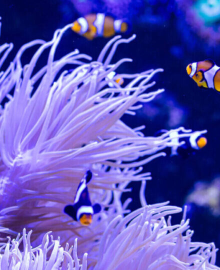 Awesome Aquaculture: Ornamental Edition Coloring Book