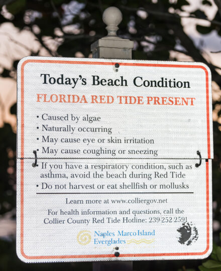 Red Tide Rack Cards