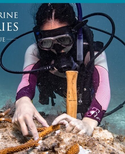 Explore the Blue: 360° Coral Restoration