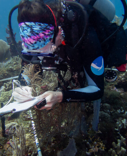 Restoring Corals Restoring Corals