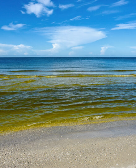 Harmful Algal Bloom Impacts on Aquaculture