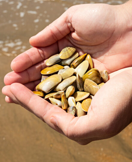 Raw Oysters and Clams: The Ins and Outs of Their Consumption