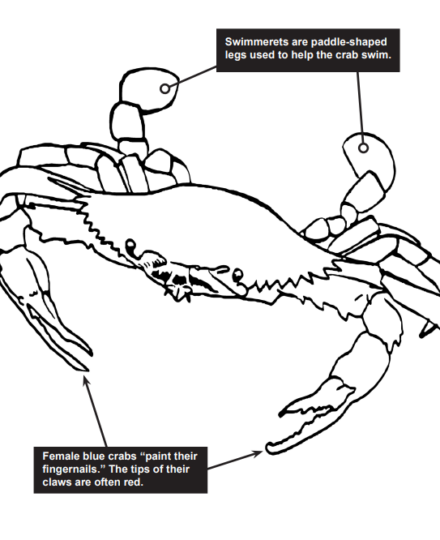 Soft Shell Crab Word Search & Facts for Kids