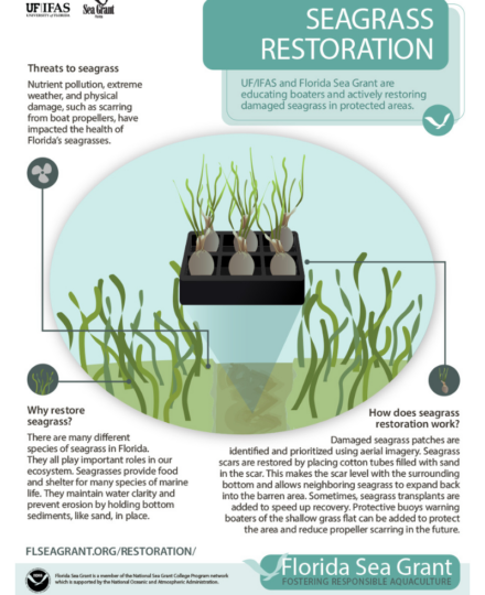 Seagrass Restoration Infographic Seagrass Restoration Infographic