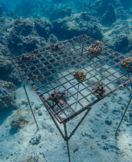 Coral Restoration Lesson Plan – 4th grade