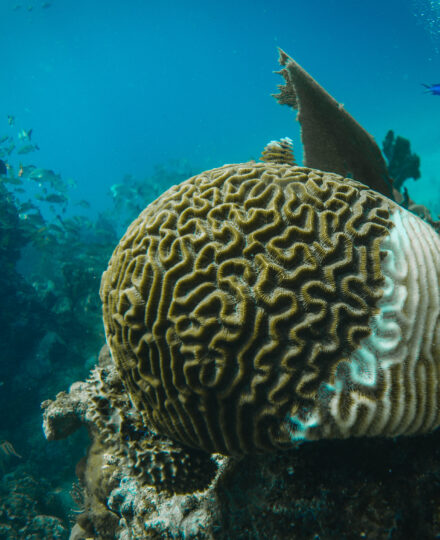 Coral Restoration Lesson Plan – 1st grade