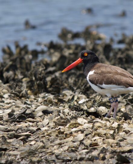 Oysters: A Vital Component of Coastal Ecosystems Viewing Guide