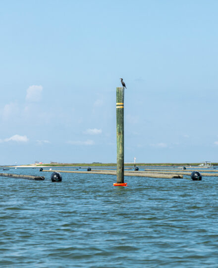 Overfishing and Aquaculture (Grades 3-5)