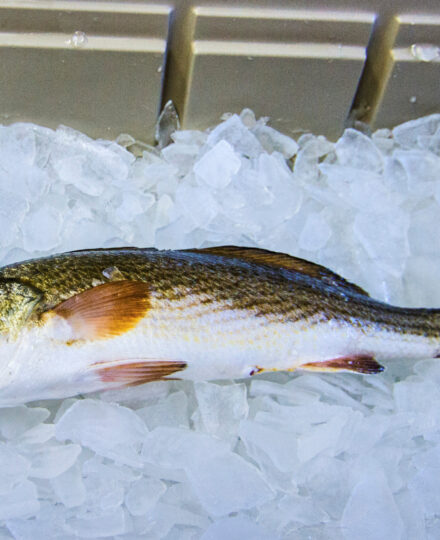 Tide to Table Profile: Turtle Creek Aquaculture