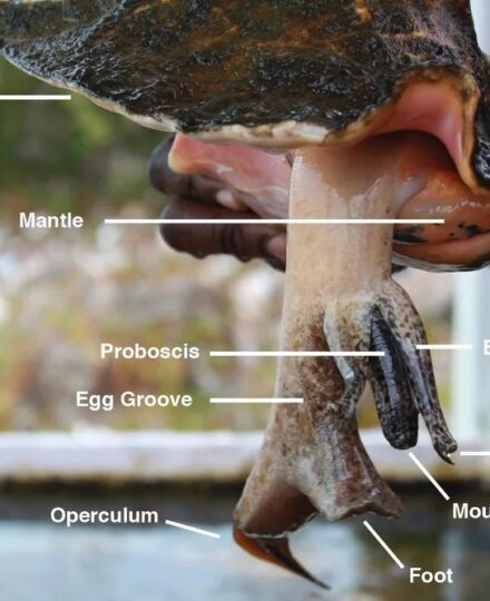 Conch Lesson Plans Conch Lesson Plans