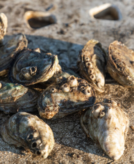 Oyster 101