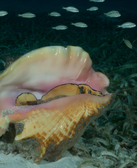Get Aquacultured Podcast – Conch