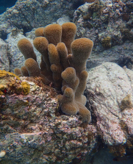 Coral Reef Week