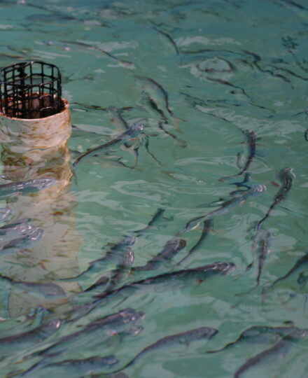 Overview of Urban Aquaculture Overview of Urban Aquaculture