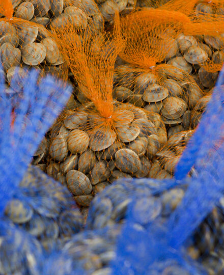 Molluscan Shellfish Aquaculture and Production Molluscan Shellfish Aquaculture and Production