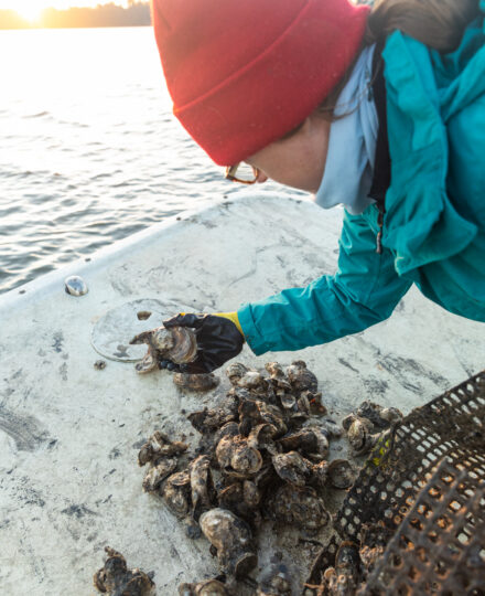 Environmental Science: Oyster Units