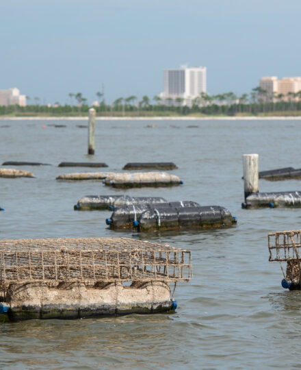 Oyster Farming Grows Market (Part 1) Oyster Farming Grows Market (Part 1)