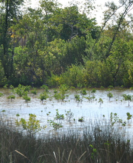 Restore Our Shores Volunteer Opportunities