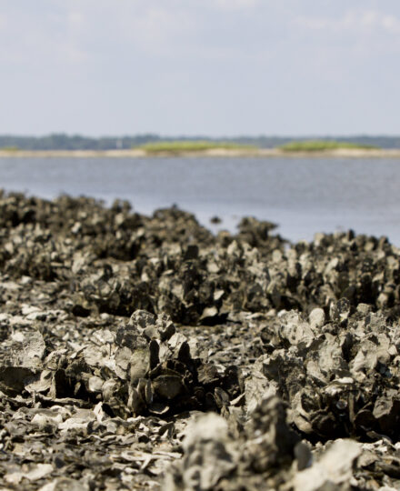 Nature’s Water Filter: Oyster Lesson Plan