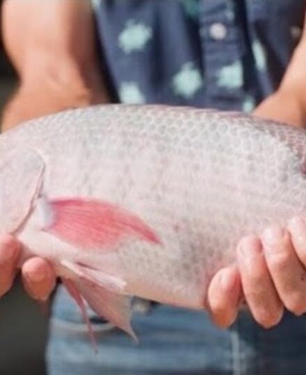 Suncoast Tilapia – Episode 11 – Eating Out: The Hunt For Sustainable Seafood Suncoast Tilapia – Episode 11 – Eating Out: The Hunt For Sustainable Seafood