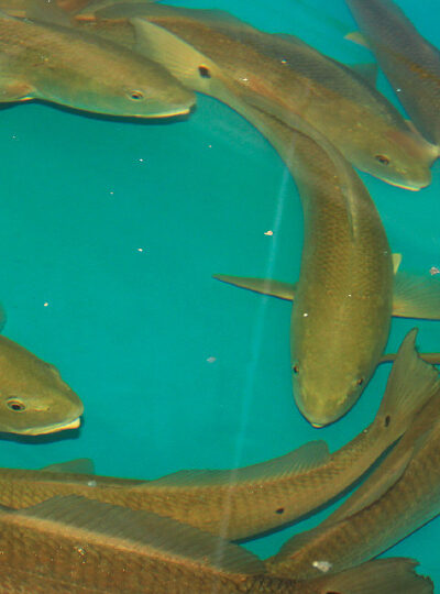 An Integrated Approach to Aquaculture