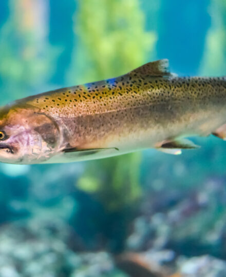 Trout in the Classroom: Program Guide