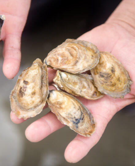 Aquaculture and Environmental Interactions Aquaculture and Environmental Interactions