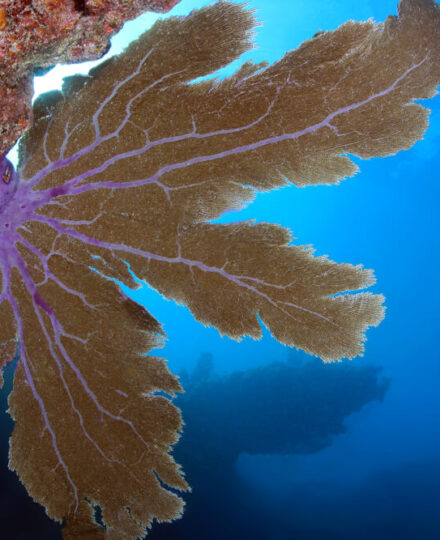 Restoring Coral Reefs