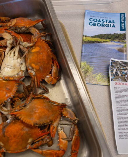 Georgia Seafood Recipes Georgia Seafood Recipes